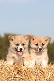 CORGI PEMBROKE 063